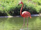 American Flamingo (WWT Slimbridge July 2013) - pic by Nigel Key